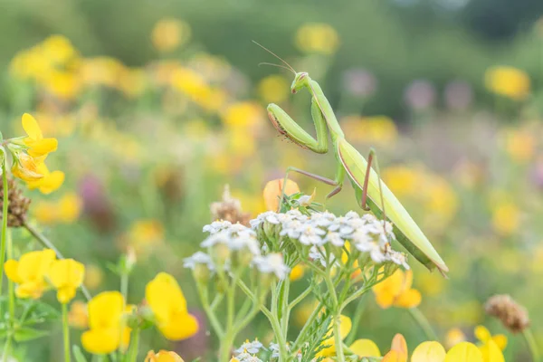 Praying Mantis Mantis Religiosa Lookout White Flower Alsace France — 스톡 사진