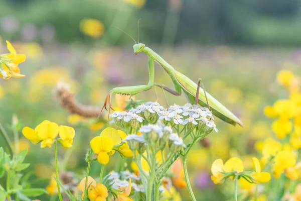 Praying Mantis Mantis Religiosa Lookout White Flower Alsace France — 스톡 사진