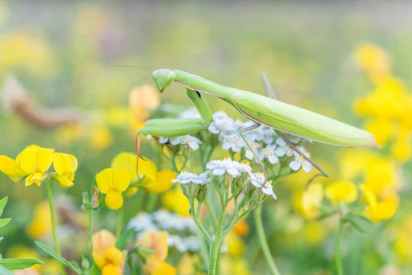 Praying Mantis Mantis Religiosa Lookout White Flower Alsace France —  Fotos de Stock