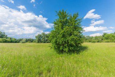 Preserved natural green meadow with rich biodiversity. Alsace, France. clipart