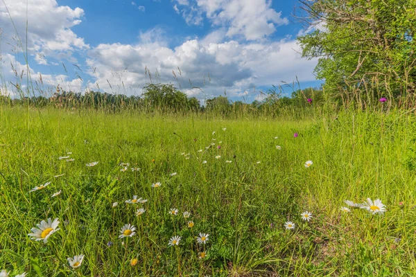 Preserved Natural Green Meadow Rich Biodiversity Alsace France — ストック写真