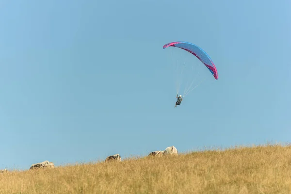 Paraglider Cows Mountain Summer Vosges Alsace France — Stock fotografie