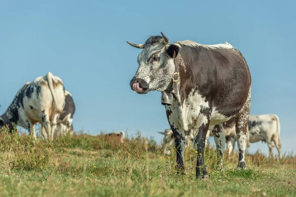 Cows Cow Bell Pasture Mountain Alsace Vosges France — стоковое фото
