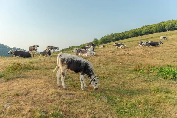 Cow Mountain Pasture Summer Vosges Alsace France —  Fotos de Stock