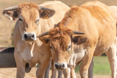 Yazın otlakta birlikte iki Aubrac ineği. Aubrac, Fransa.