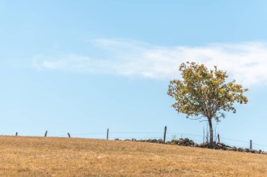 Dağın tepesindeki kül ağacının silueti. Aubrac, Fransa.