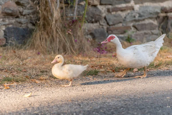 Beyaz Ördek Dişisini Çiftlikteki Yavruları Takip Ediyor Aubrac Fransa — Stok fotoğraf