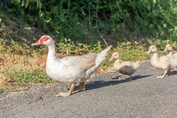 Weiße Entenweibchen Gefolgt Von Ihren Küken Auf Dem Bauernhof Aubrac — Stockfoto