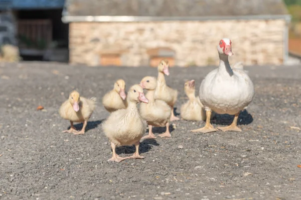 Fehér Kacsa Nőstény Követi Csibéit Farmon Aubrac Franciaország — Stock Fotó