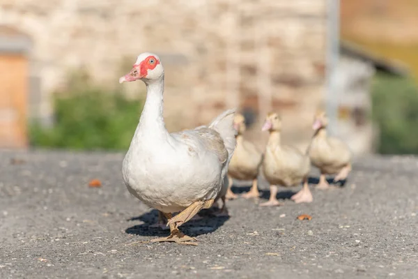 Fehér Kacsa Nőstény Követi Csibéit Farmon Aubrac Franciaország — Stock Fotó