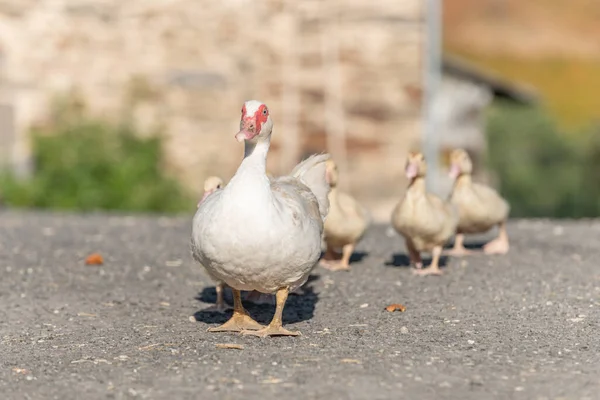 Weiße Entenweibchen Gefolgt Von Ihren Küken Auf Dem Bauernhof Aubrac — Stockfoto