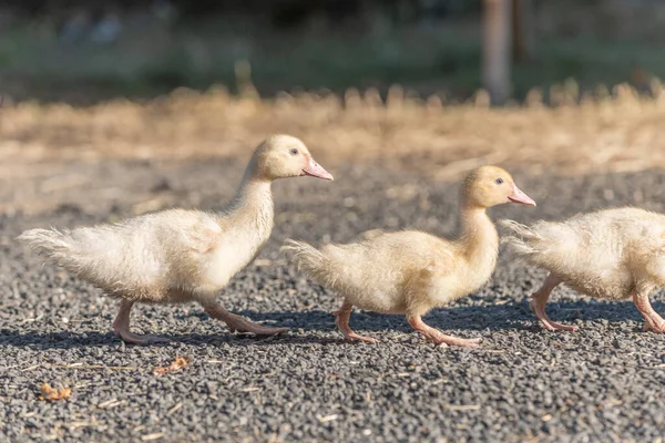 Pollitos Pato Familia Caminando Juntos Granja Aubrac Francia —  Fotos de Stock