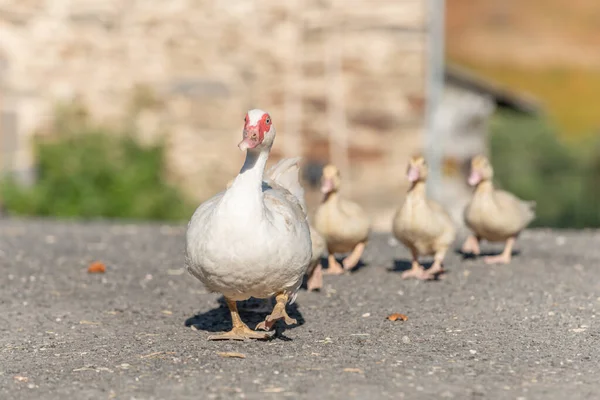 白鸭女跟在她的小鸡后面在农场 法国奥布拉奇 — 图库照片