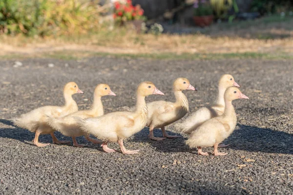 小鸡一家人在农场里一起散步 法国奥布拉奇 — 图库照片
