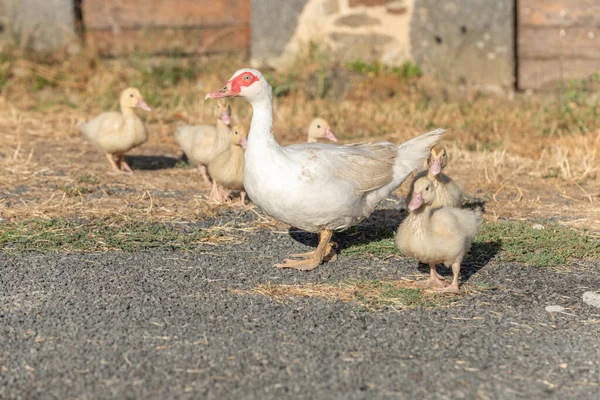 白鸭女跟在她的小鸡后面在农场 法国奥布拉奇 — 图库照片