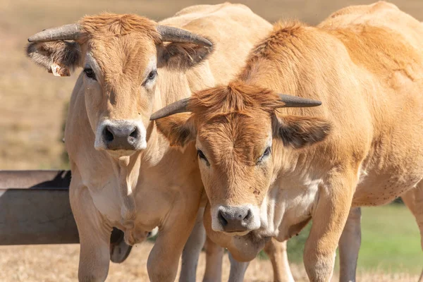 Yazın otlakta birlikte iki Aubrac ineği. Aubrac, Fransa.