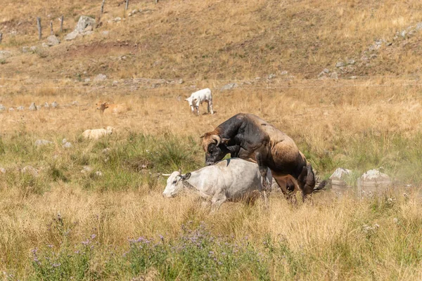 Duas Vacas Aubrac Juntas Pastagem Verão Aubrac França — Fotografia de Stock