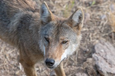 Gevaudan Parkı 'ndaki Moğol kurdu (Canis lupus chanco). Marvejols, Cevennes, Fransa.