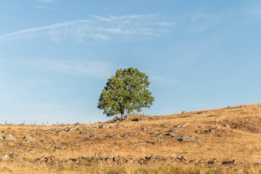 Yazın Aubrac Platosu 'nda büyük ve ıssız bir ağaç. Cevennes, Fransa.