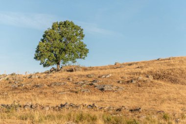 Yazın Aubrac Platosu 'nda büyük ve ıssız bir ağaç. Cevennes, Fransa.