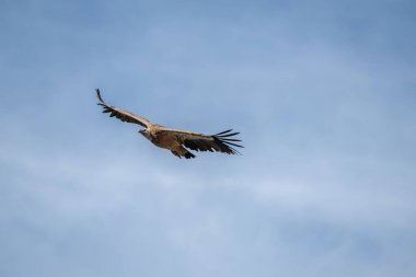 Griffon akbabası (fulvus) Cevennes Milli Parkı 'ndaki Jonte Vadisi' nde uçuyor. Aveyron, Fransa.