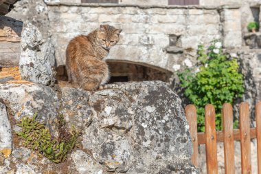 Evcil kedi (Felis Silvestris catus) sabah güneşleniyor. Fransa.