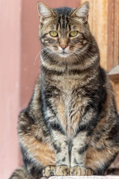 Gato Doméstico Felis Silvestris Catus Banhos Sol Manhã Frente Porta — Fotografia de Stock