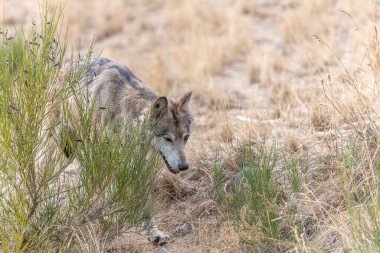 Gevaudan Parkı 'ndaki Moğol kurdu (Canis lupus chanco). Marvejols, Cevennes, Fransa.