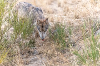 Gevaudan Parkı 'ndaki Moğol kurdu (Canis lupus chanco). Marvejols, Cevennes, Fransa.
