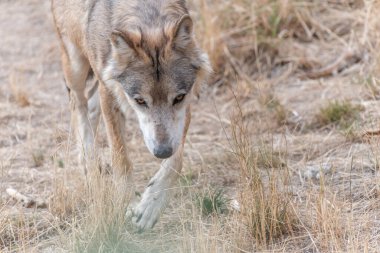 Gevaudan Parkı 'ndaki Moğol kurdu (Canis lupus chanco). Marvejols, Cevennes, Fransa.