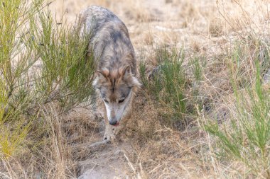 Gevaudan Parkı 'ndaki Moğol kurdu (Canis lupus chanco). Marvejols, Cevennes, Fransa.