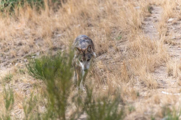 Gevaudan Parkı Ndaki Moğol Kurdu Canis Lupus Chanco Marvejols Cevennes — Stok fotoğraf