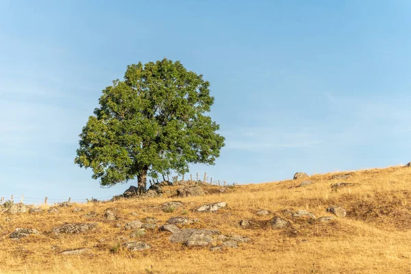 夏にはオーブラック高原の大きな孤独な木 フランスのセヴェンヌ — ストック写真
