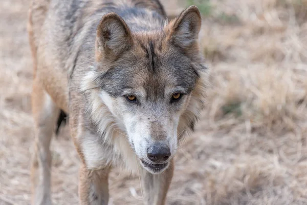 Mongolian Wolf Canis Lupus Chanco Gevaudan Park Marvejols Cevennes France — Stock Photo, Image