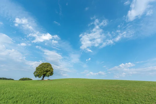 Eenzame Boom Een Heuvel Het Franse Platteland — Stockfoto