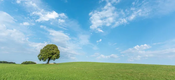 Eenzame Boom Een Heuvel Het Franse Platteland — Stockfoto