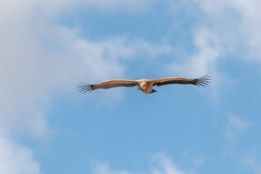Griffon akbabaları (fulvus) sabah sıcak hava akımlarında süzülüyorlar. Cevennes Milli Parkı, Fransa.