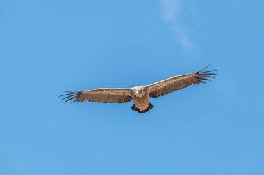Griffon akbabaları (fulvus) sabah sıcak hava akımlarında süzülüyorlar. Cevennes Milli Parkı, Fransa.