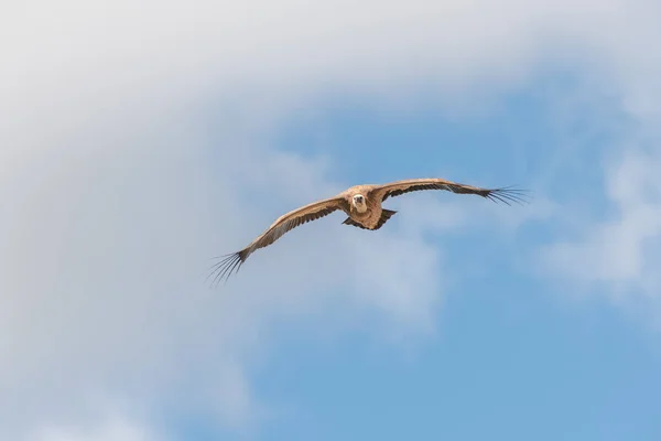 Грифоны Стервятники Fulvus Зависают Теплом Воздушном Потоке Утром Национальный Парк — стоковое фото