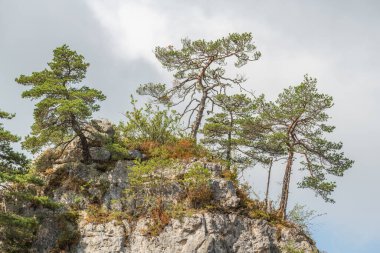 Cevennes Ulusal Parkı, UNESCO Dünya Mirası Alanı 'ndaki vahşi manzara. Aveyron, Fransa.