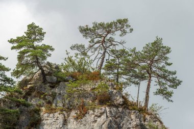 Cevennes Ulusal Parkı, UNESCO Dünya Mirası Alanı 'ndaki vahşi manzara. Aveyron, Fransa.