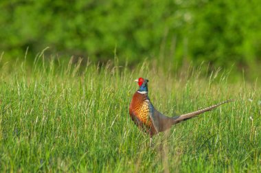 Bir dişi tarafından fark edilmek üzere sergilenen yaygın sülün (Phasianus colchicus). Alsace, Fransa.