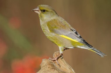 Kışın bir ağaç dalında ispinoz (Carduelis chloris). Alsace, Fransa.