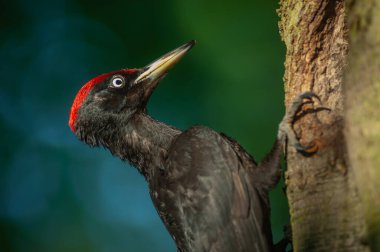 Kara Ağaçkakan (Dryocopus martius) yuvadaki yavrularını beslemek için karınca larvaları getirir. Alsace, Fransa.