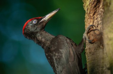 Kara Ağaçkakan (Dryocopus martius) yuvadaki yavrularını beslemek için karınca larvaları getirir. Alsace, Fransa.