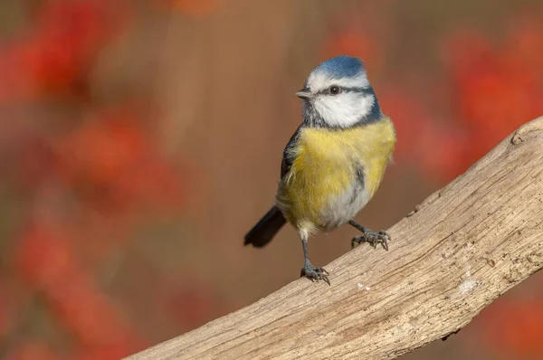 Blue Tit Cyanistes Caeruleus Perched Branch Forest Alsace France — Stockfoto