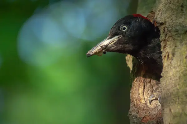 Zwarte Specht Dryocopus Martius Die Het Nest Schoonmaakt Haar Kuikens — Stockfoto