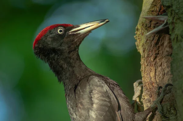 Kara Ağaçkakan (Dryocopus martius) yuvadaki yavrularını beslemek için karınca larvaları getirir. Alsace, Fransa.
