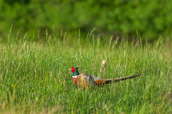 Faisan Commun Phasianus Colchicus Exposé Pour Être Remarqué Par Une — Photo