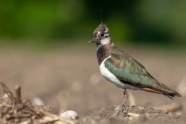 Der Nördliche Kiebitz Vanellus Vanellus Nistet Auf Einem Ackerfeld Einer — Stockfoto